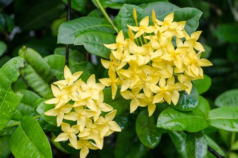 A Stunning List of Jasmine Plant Varieties - Gardenerdy