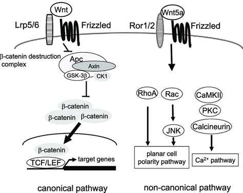 The Wnt Signaling Pathways Binding Of Wnt Ligands With The Receptor Download Scientific