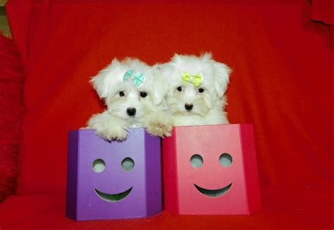 Tiny toy maltese puppies | Dogs & Puppies for Rehoming | City of ...