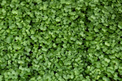 Premium Photo Mustard Cress