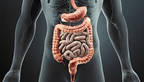 Visualiza O D Do Trato Estomacal Humano Anterior No Sistema Digestivo