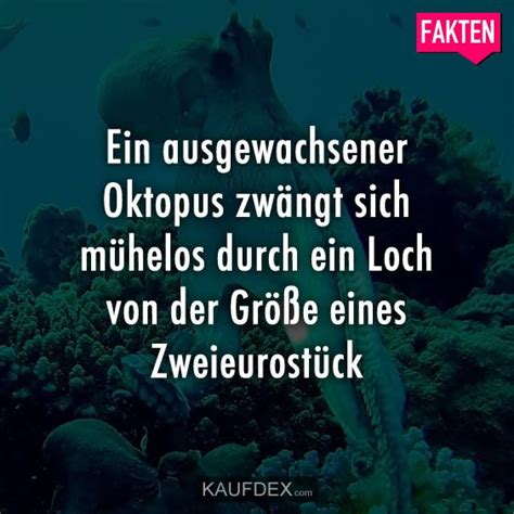 Ein ausgewachsener Oktopus zwängt sich mühelos durch Kaufdex