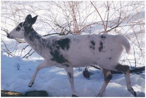 The Smoke Rise And Kinnelon Blog Albino Deer Kinnelon Critter File