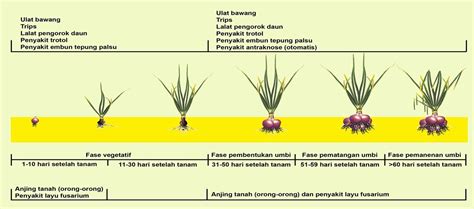 Proses Pertumbuhan Bawang Merah James Lyman