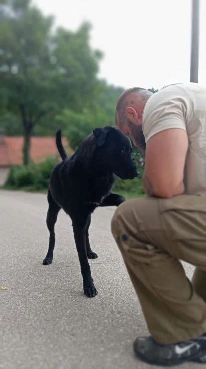 Bravo Dobri Ljudi Udomljen Brutalno Pretu Eni Pas Iz Livna