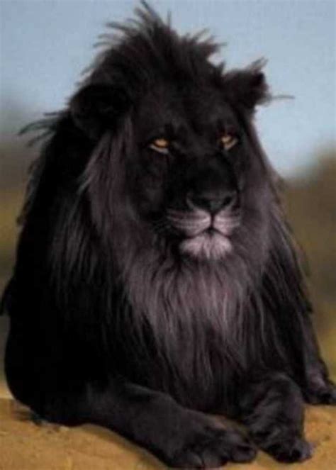 Black Mane Lion