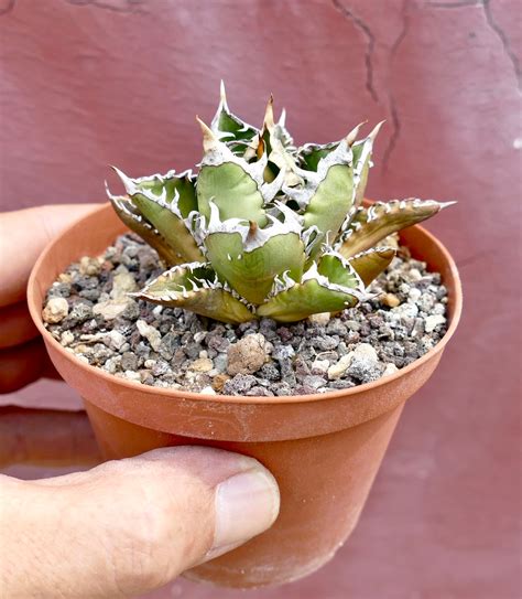 Agave titanota | Rare Selected Agave Titanota Clones | Buy Now ...