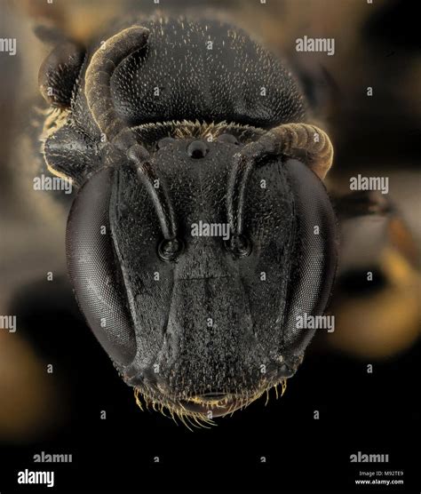 Hylaeus Species F Face Maui Hi Stock Photo Alamy