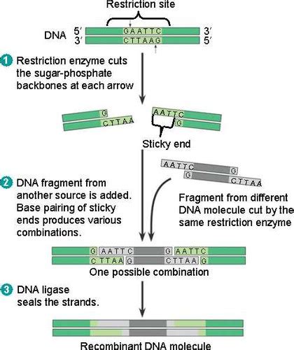 Recombinant DNA Technology Flashcards Quizlet