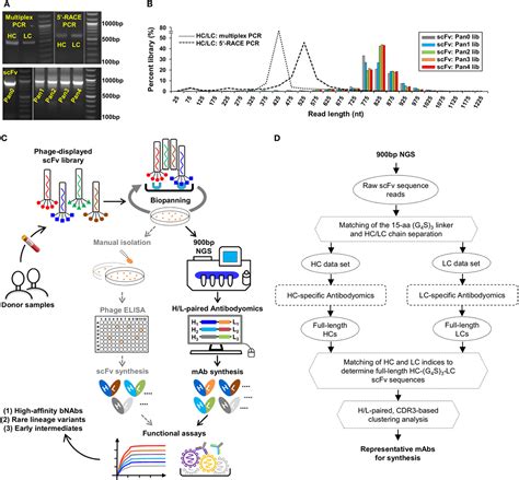 Frontiers Hidden Lineage Complexity Of Glycan Dependent HIV 1 Broadly