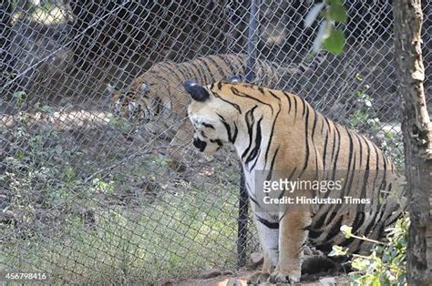 Tiger Pattu At Bhopal Zoo Photos And Premium High Res Pictures Getty