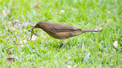 Attracting Birds To Your Yard Might Be The Answer To Healthier Grass