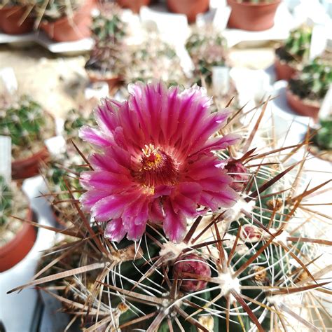 Ferocactus Fordii Baja California Uhlig Kakteen More Than 5 000