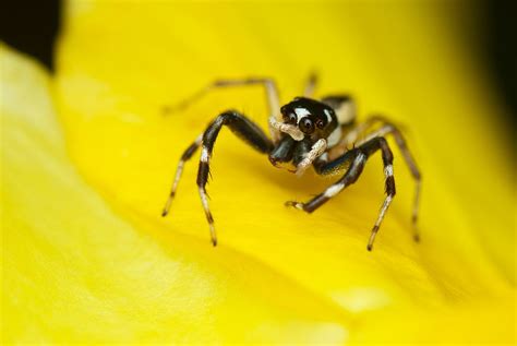 King Fisher: Rhythm of Nature - Just Spiders