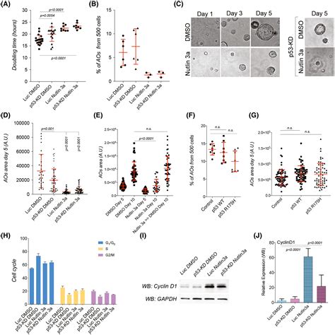 P53 Regulation By MDM2 Contributes To Selfrenewal And Differentiation