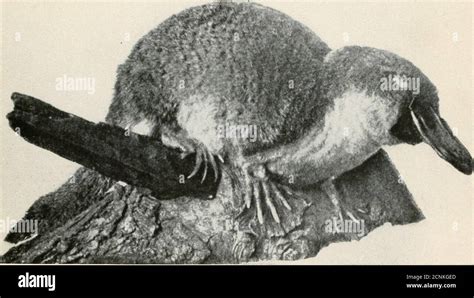 Platypus eggs hi-res stock photography and images - Alamy