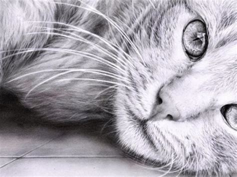 Realistic Drawings Of Animals Easy : The big book of realistic drawing ...