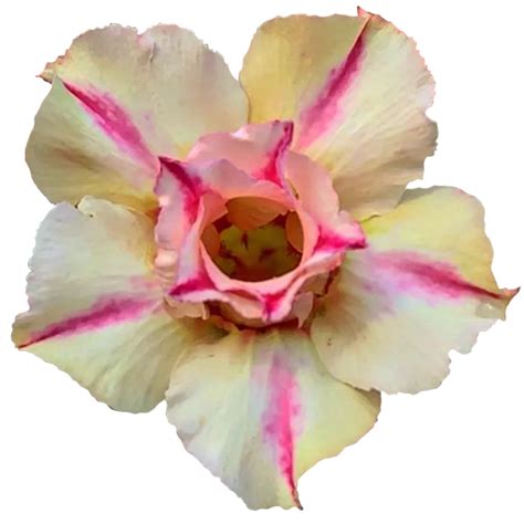 Adenium Obesum Flores 23610142 PNG