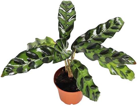 How To Grow And Care For Rattlesnake Plant Gardener S Path