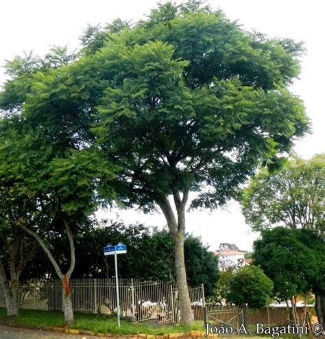 Caroba indicada para arborização e restauração ecológica Apremavi