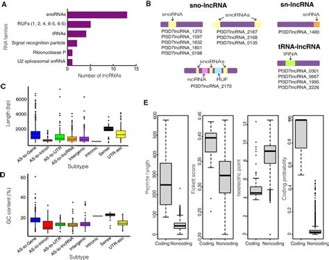 Sequence Features Of P Falciparum Lncrnas A Rna Families