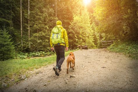 Dove Andare In Vacanza Con Il Cane Campeggio Don Bosco