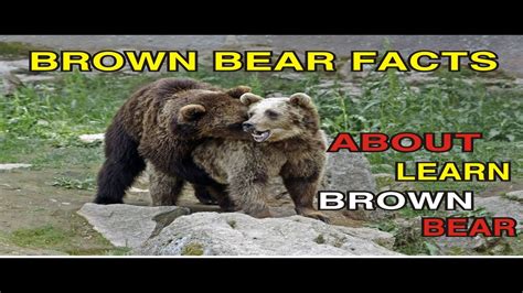 The Brown Bear Educational Video Brown Bear Facts Part1 Brown Bears