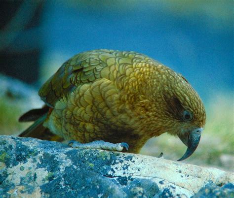 Kea Bird The Kea Bird Parrot Of New Zealand Is Commonly Flickr