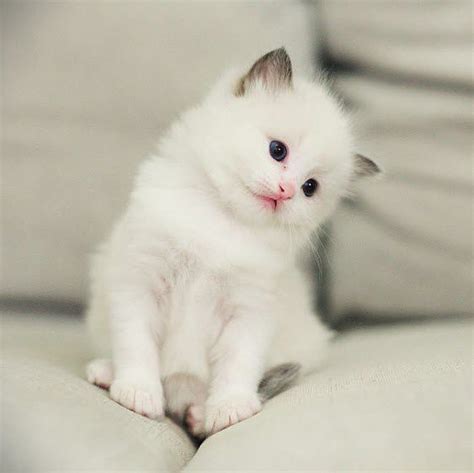 fluffy white kittens - Kittens Photo (41498904) - Fanpop