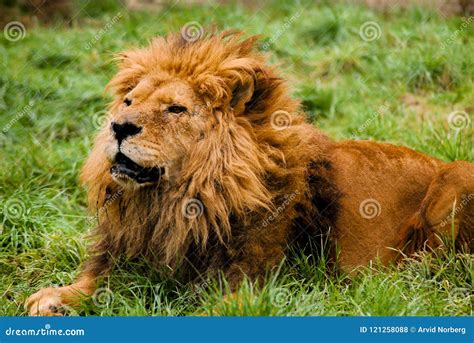 A Male Lion Resting Stock Photo Image Of Beautiful 121258088