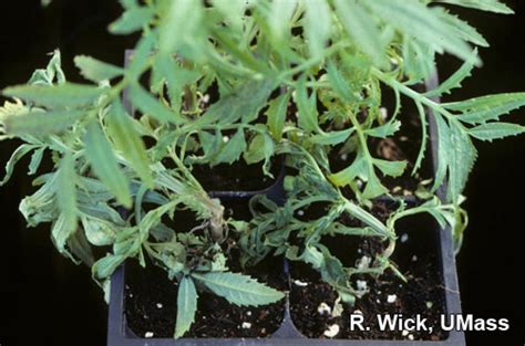 Marigold - Stem canker (Botrytis cinera) | Center for Agriculture, Food, and the Environment