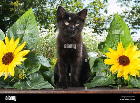 black kitten - sitting between sunflowers Stock Photo - Alamy