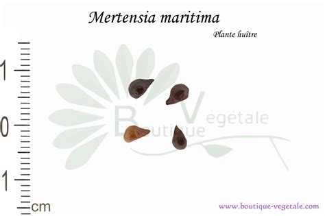 Graines Et Plants De Mertensia Maritima Plante Hu Tre Boutique V G Tale