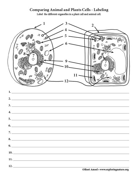 Plant And Animal Cell Labelling Worksheet