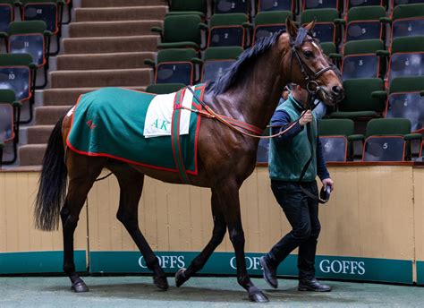 Aga Khan Studs Draft Popular At Goffs Autumn Hit Sale