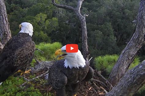 Live Cams – Eagle Cam