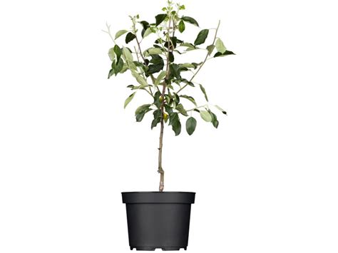 Grow By Obi Bio Winterapfel Gloster Rot Höhe Ca 120 140 Cm Topf Ca