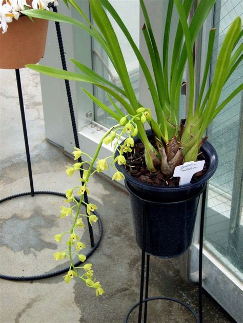 Hoa Phong Lan Cymbidium Orchids Hoa Phong Lan Vi T Vietnam Orchirds