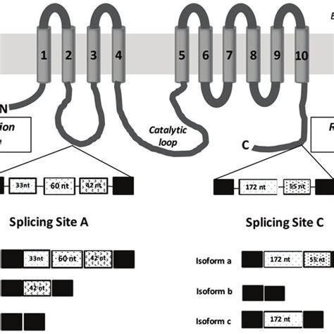 Representative Reverse Transcription Quantitative Polymerase Chain