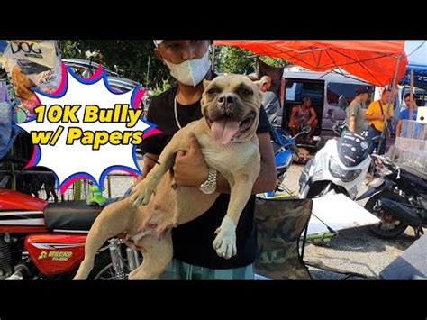 Paubos Sale Cocker Spaniel Puppies K American Bully May Papel