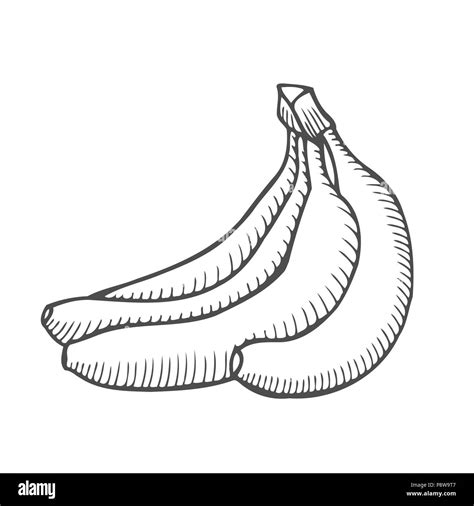 Hand Drawn Vector Single Sketch Banana Illustration Isolated On White