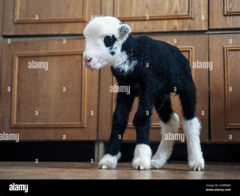 Unique lamb - a hybrid of sheep and goat bred in Russia Stock Photo - Alamy