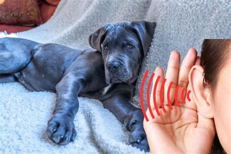 Rumori Dallo Stomaco Del Cane Cosa Significano E Quando Preoccuparsi