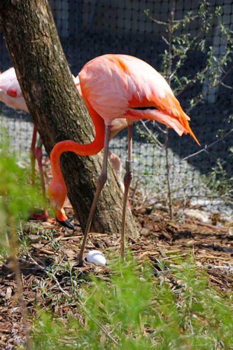 Naissances De Petits Flamants Roses Dans La Grande Volière Parc