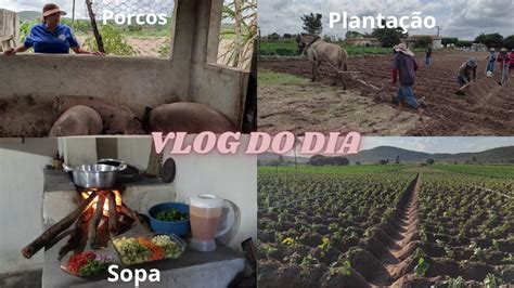 Mostrando Minha Planta O De Batata Doce Cuidando Dos Porcos Fiz Sopa