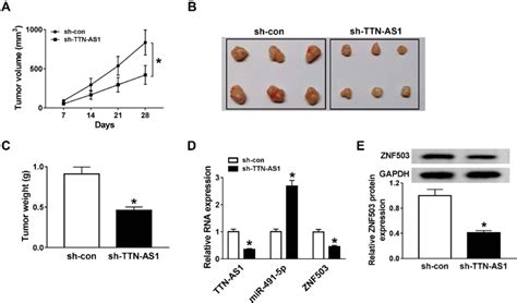 Knockdown Of Ttn As1 Blocked The Tumor Growth In Vivo A549 Cells Were