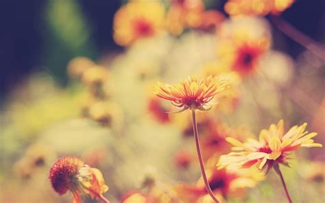 Wallpaper Sunlight Flowers Nature Plants Branch Yellow Pollen