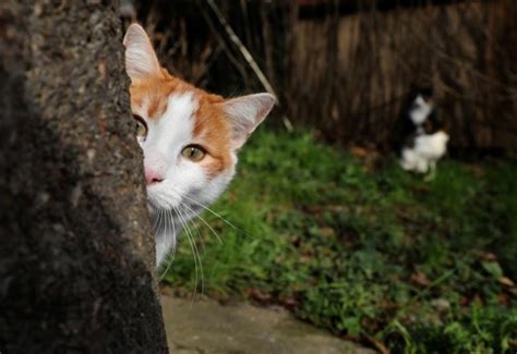 Tips Merawat Kucing Agar Tetap Sehat Okezone Lifestyle