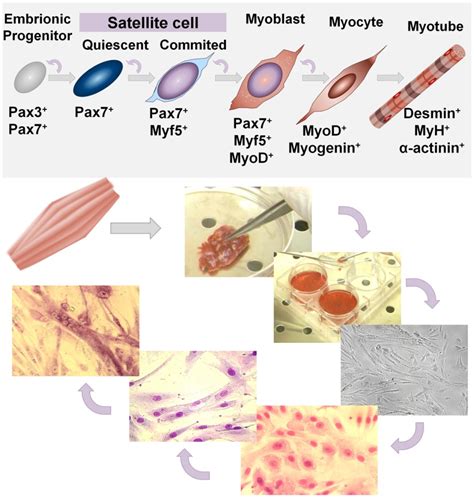 Skeletal Muscle Regeneration For Clinical Application Intechopen