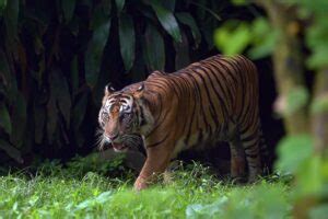 Hari Harimau Antarabangsa Menyelamatkan Harimau Malaya Dari Ambang